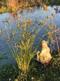 Image result for Cyperus