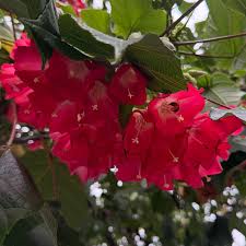 Image result for Dombeya kirkii