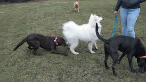 Vets and people doctors are very protective to their turf, so a people medical caregiver might get in very bad trouble for helping your dog. Charlottesville Dog Training Off Leash K9 Training Of Charlottesville
