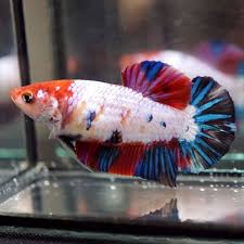 Live Betta Fish Big One Female Multi Colors Koi Candy Full Galaxy Red Head Hmpk Siamese Fighting Fish Betta Fish Betta