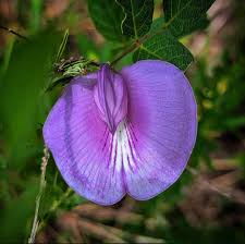 Image result for Centrosema