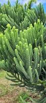 Image result for Araucariaceae