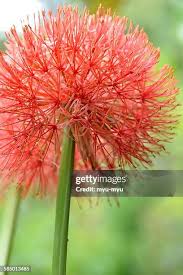 Image result for Scadoxus cinnabarinus