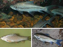 Ikan hias air tawar, merupakan jenis yang banyak di pelihara dirumah. Info Spesies Kenali Famili Ikan Tengas Umpan
