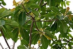 Image result for Sapotaceae