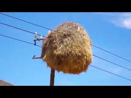 Ayda 100 Bin Tl Zarara Ragmen Kuslarin Yuvasini Bozmadilar Dw Turkce Youtube