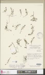 Image result for Laurembergia repens