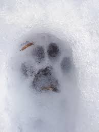 Um tierspuren im schnee zu erkennen, ist ein maßstab notwendig. Tierspuren Im Schnee Waldpadagogik Urbach E V