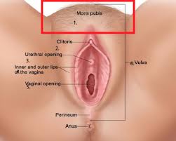 Image result for female sex organ