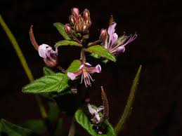 Image result for Cleome monophylla