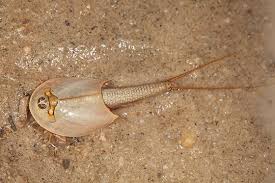 longtail tadpole shrimp triops longicaudatus triops weird animals sea mammal animals