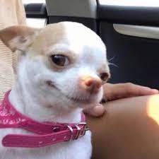 Create meme "Chihuahua meme, Chihuahua licked meme, Chihuahua meme" -  Pictures - Meme-arsenal.com