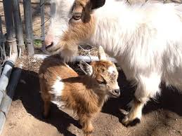 Barn babies ® is a locally owned family business that was established in 1994. Petting Zoo Parties And Rentals Ny Nyc Nj Ct Long Island
