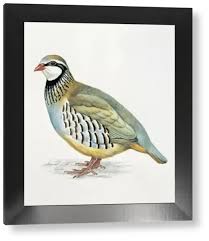 Image result for Alectoris rufa