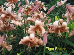 Lilium Tiger Babies Jpg