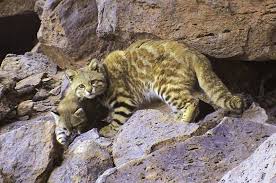 We did not find results for: Coloco Wild Cat From Chile Cats Small Wild Cats Feline