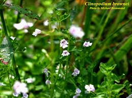 Image result for Clinopodium