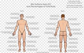 Muscle, origin, insertion, artery, nerve, action, antagonist. Acne Human Body Torso Chart Human Leg Back Pain People Human Anatomy Png Pngwing