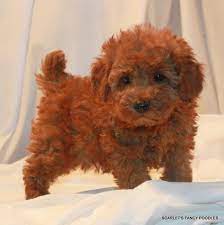 Check spelling or type a new query. Poodles One Adorable Dog In Many Convenient Sizes Champion Dogs Red Miniature Poodle Red Poodle Puppy Poodle Puppy