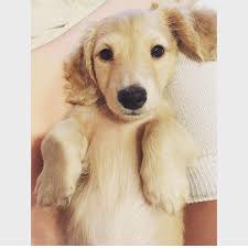 They may not be dachshund puppies, but these cuties are available for adoption in portland, oregon. Kenemores Mini Dachshund Puppies Home Facebook