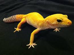 Maybe you would like to learn more about one of these? Leopard Gecko Morphs