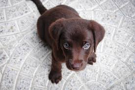 Die tricks helfen auch bei älteren hunden. Stubenreinheit Bei Welpen Erreichen Mydreamdogs