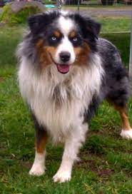 Maybe you would like to learn more about one of these? Miniature Australian Shepherd Litter Due March 15th For Sale In Oregon City Oregon Classified Americanlisted Com