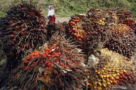 Proses pengolahan industri kelapa sawit sampai menjadi minyak kelapa sawit (cpo) terdiri dari beberapa tahapan yang dimulai dari di pabrik pengolahan kelapa sawit, jembatan timbang yang dipakai menggunakan sistem komputer untuk mengukur berat (tonase) semua truk pengangkut. Kelapa Sawit Emas Hijau Yang Terus Diusik Keberadaannya Antara News