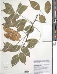 Image result for Dalbergia acutifoliolata