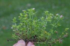 Image result for Sherardia arvensis