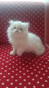 Beyaz Disilerimiz Ve Redpoint Oglumuz Chinchilla Persian Kediler Facebook