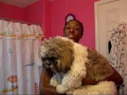 Shih tzu are classified in the toy group in most countries, with a height of eight to 11 inches and weight of nine to 16 pounds (four to seven kilograms). Giant Shih Tzu Strikes Again Youtube