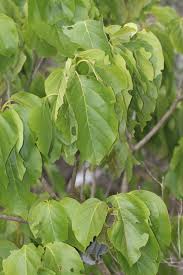 Image result for Cordia sp.A.