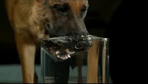 Poor raccoon and his cotton candy! Senor Gif Water Greatest Gifs Of All Time Pronounced Gif Or Jif Cheezburger