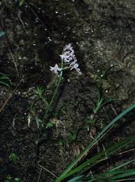 Image result for Angraecopsis gracillima