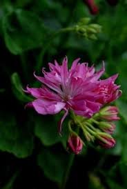 Geranien Pelargonien Teil 2 Beliebte Pflanzen Erfahrungen Geranien Pflanzen Blumen