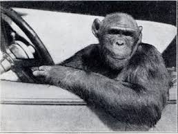 Babel's Dawn: Apes and Us