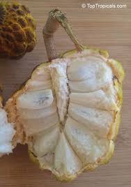Image result for Annona squamosa
