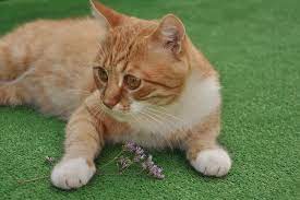 Total Ear Canal Ablation In Cats Conditions Treated Procedure Efficacy Recovery Cost Considerations Prevention