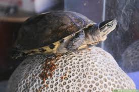 When they were in the egg, that yolk sack was their food, and it will continue to be their food. How To Look After A Turtle With Pictures Wikihow