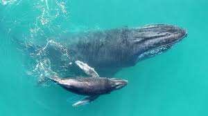 That means they can be quite reliably met at a certain place. Recordings Reveal That Baby Humpback Whales Whisper To Their Mothers The Two Way Npr