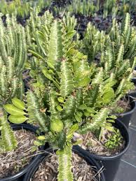 Image result for Euphorbia dedzana