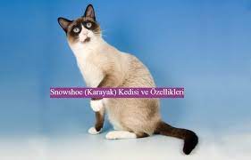kedi cinsleri ve ozellikleri panosundaki pin
