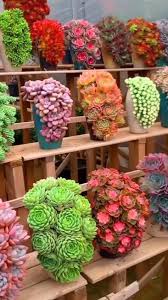 Image result for Eriospermum roseum