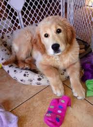 The golden retriever derives its 'retriever' name from its ability to retrieve shot game without any damage as a result of its soft mouth. Akc Golden Pups Golden Retriever Puppies New Hampshire