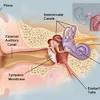 The inner ear corresponds to 2 distinct sensory organs: 1