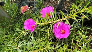 Disebut bunga pukul sembilan, disebabkan bunga krokot akan mekar pada pukul sembilan pagi dan saat menjelang. Jual Bibit Bunga Krokot Import Termurah Di Kota Jogjakarta Sb Flash Farms