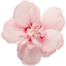 Image result for Hibiscus syriacus ´Pink Chiffon
