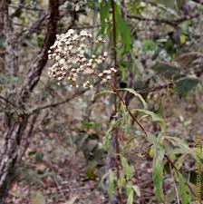 Image result for Vernonanthura polyanthes