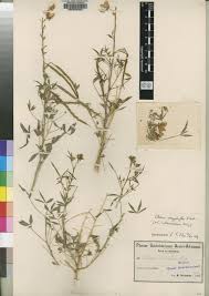 Image result for Cleome rubella